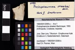 Foto (Objket + Etiketten) von Protosphaeroma straeleni (Bachmayer, 1955) 